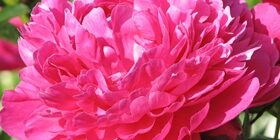 Настойка пиона