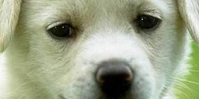 Особенности поведения собак