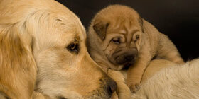 Рацион кормления сук