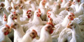 Как открыть птицеферму фото куриц