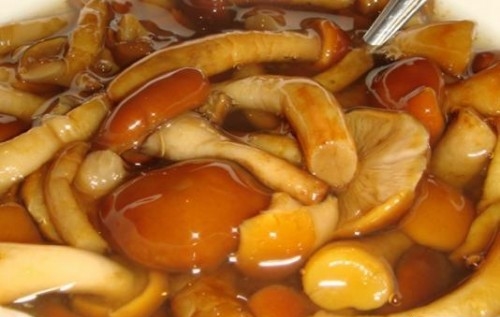 Засолка опят на зиму – как засолить грибы, рецепты Засолка опят на зиму – как засолить грибы, рецепты