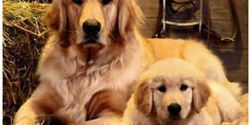 Материнский инстинкт у собак