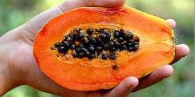Все о папайе