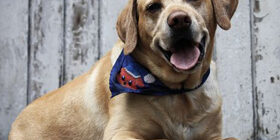 Для чего собака зализывает раны