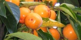 Созревшие плоды хурмы