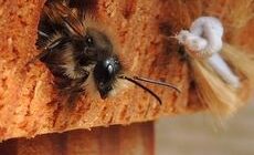 Правильная подготовка пчёл к зимовке