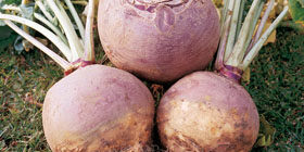 Полезна ли брюква? Как ее выращивать и с чем есть?