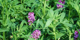 Полезна ли люцерна?