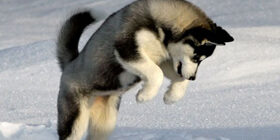 Генетика поведения собак