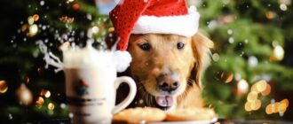 Приметы на Новый год 2018: на здоровье, чтоб деньги водились, на богатство, любовь, рождение ребенка, желание и чтобы выйти замуж