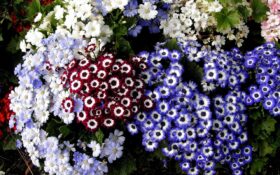 Рассада цветов - сажаем семена,  фото и видео 