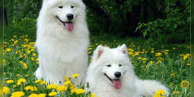 Генетические основы селекции собак