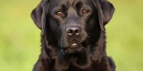 Особенности поведения собак