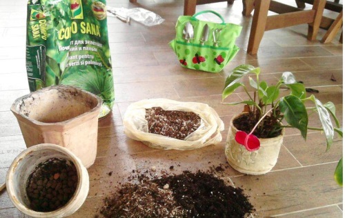 Советы о том, как пересадить антуриум