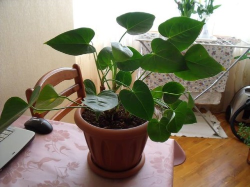 Советы о том, как пересадить антуриум