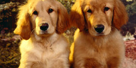 Рекомендации по выращиванию щенка