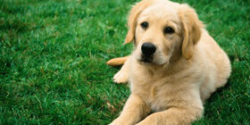 Селекция собак и улучшение поведения потомков