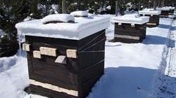 Правильный уход за пчёлами зимой
