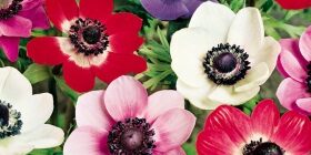 Узнайте все о том, как и когда сажать анемоны