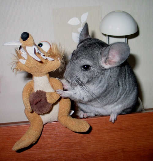 Вы завели шиншиллу? Читайте советы по уходу за ней тут!