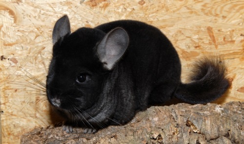 Вы завели шиншиллу? Читайте советы по уходу за ней тут!