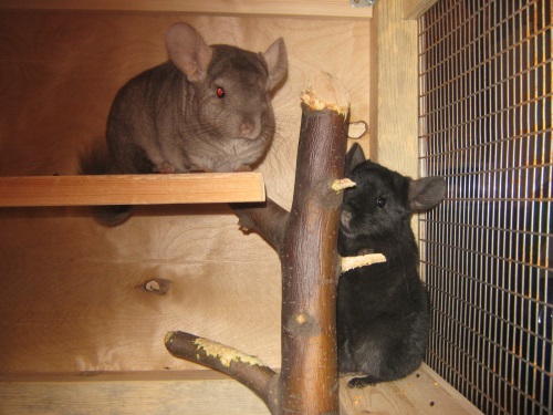 Вы завели шиншиллу? Читайте советы по уходу за ней тут!