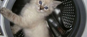 Как правильно ухаживать за стиральной машинкой?