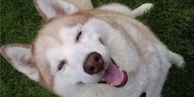 Собака произошла от волка