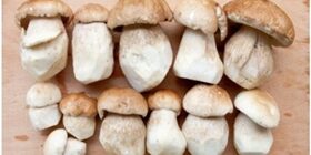Как заморозить белые грибы на зиму, способы заморозки с фото