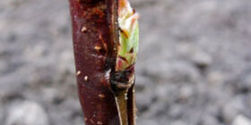 Летняя-прививка-деревьев.-Окулировка-плодовых-деревьев