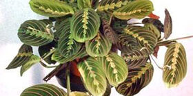 Маранта---Уход-и-размножение-цветка