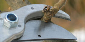 Обрезка-плодовых-деревьев---растяжка-деревьев