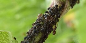 Как бороться с тлей на рассаде