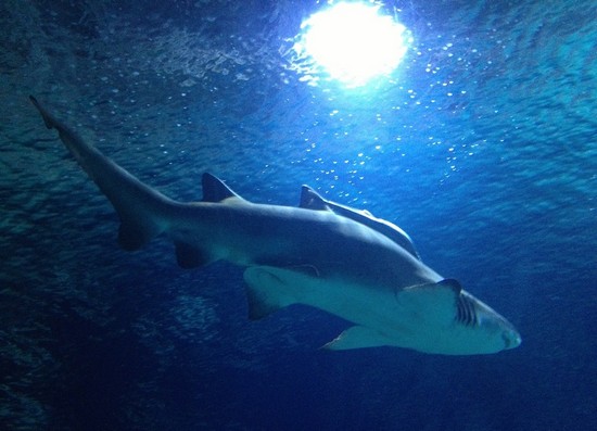 ФОТО свадебные-38