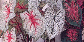 Цветок-каладиум