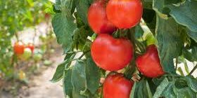 как подвязывать помидоры